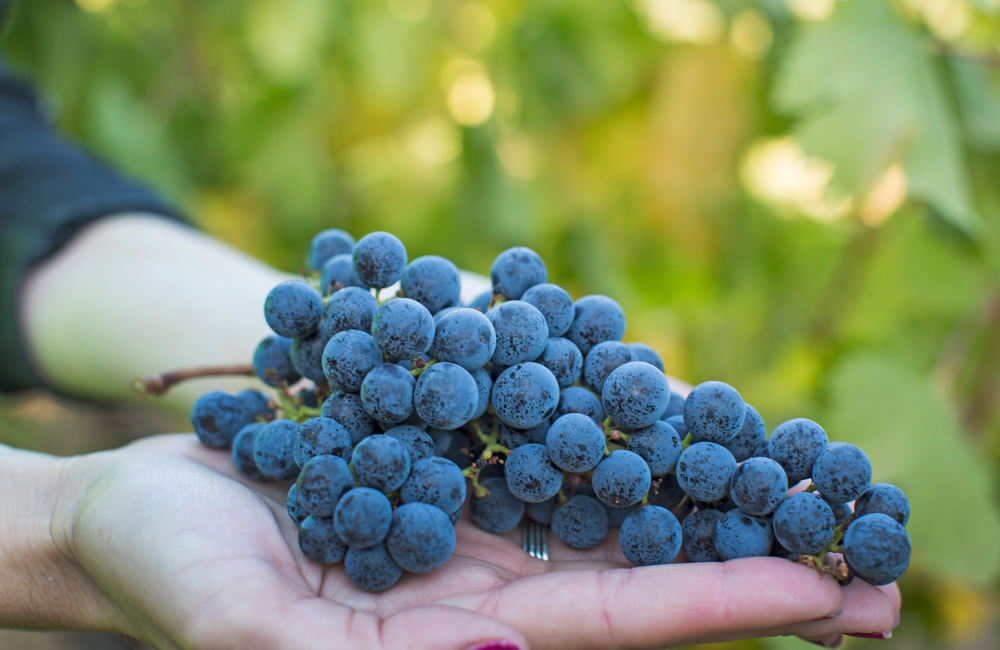 From Vine to Wine